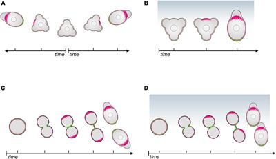 Zebrafish Primordial Germ Cell Migration